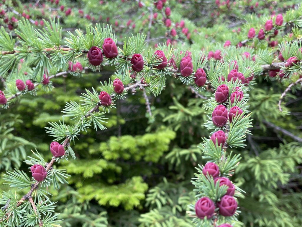 primavera no Canadá
