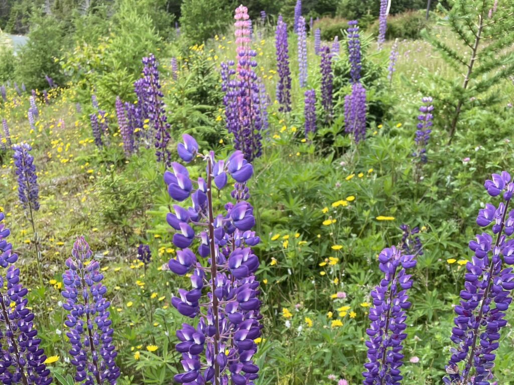 Lupins na primavera do Canadá